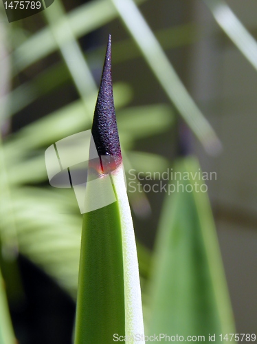 Image of Agave thorn