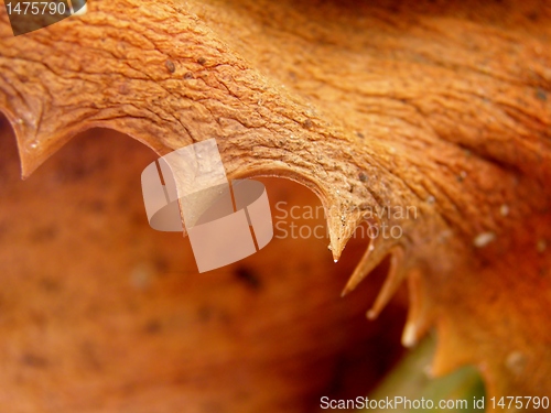 Image of Dry brown aloe vera leaf