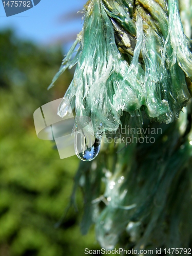 Image of Rain drops