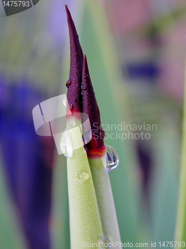 Image of Agave thorn