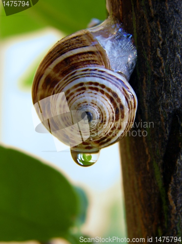 Image of Garden snail on aloe vera