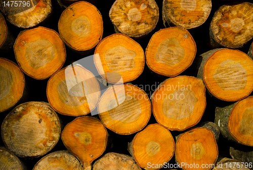 Image of Background made cut tree log cross-sections.