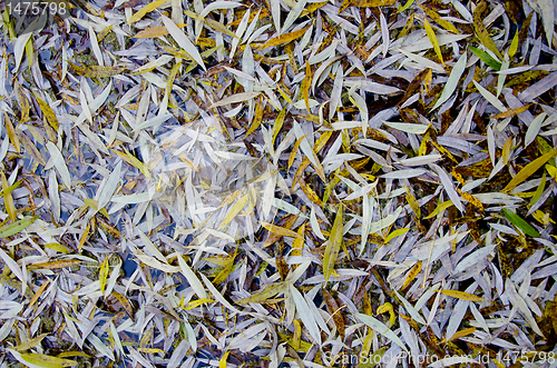 Image of Willow leaves fall on ground in autumn background.