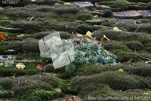 Image of Sempervivum tectorum in closeup, housekeep