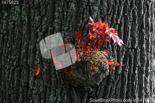 Image of Spring leaves budding new life