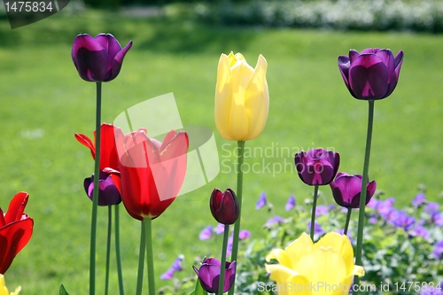 Image of Tulips in full bloom