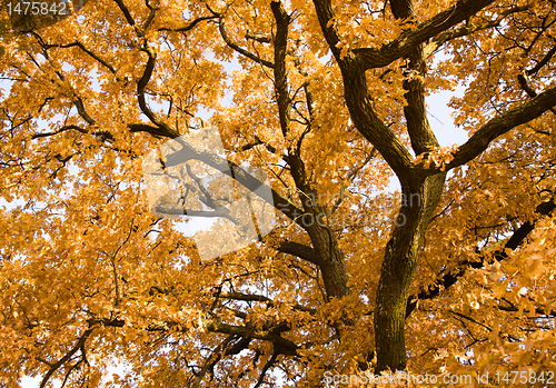 Image of Autumn oak