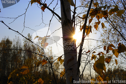 Image of autumn sun