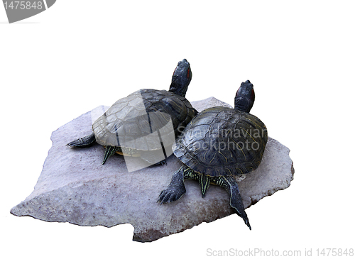 Image of two turtles on a stone