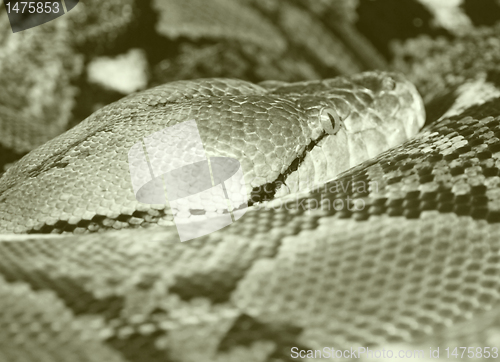 Image of python