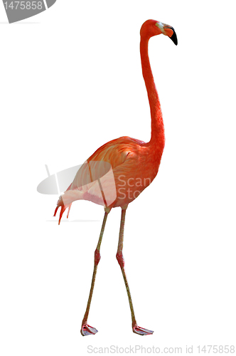 Image of pink flamingo