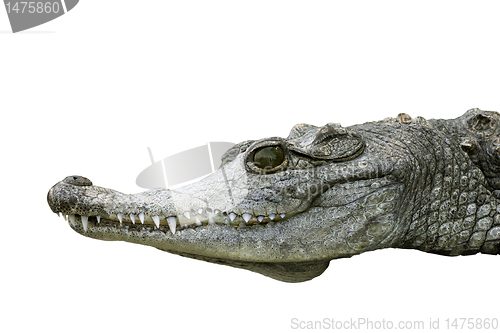 Image of crocodile