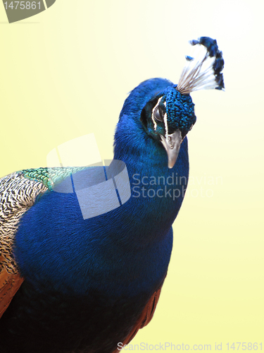 Image of peafowl