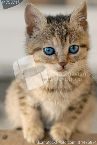 Image of Little kitten