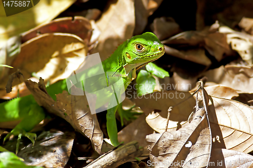 Image of Juvenile Green Iguana