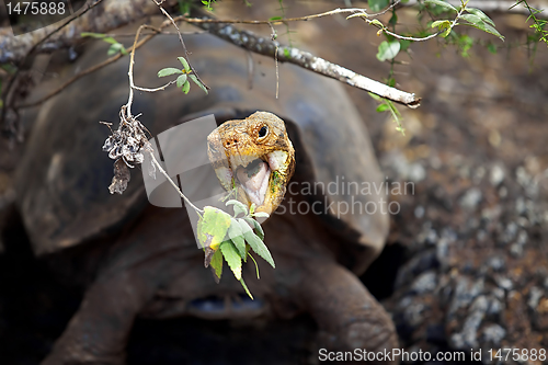 Image of A Galapagos tortoise