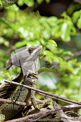 Image of Striped Basilisk