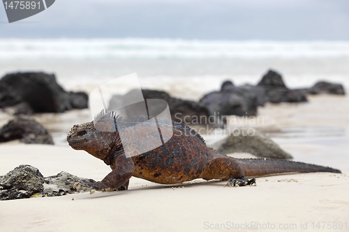 Image of Galapagos marine Iguana