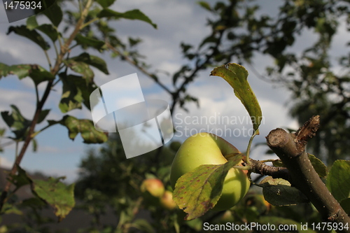 Image of fresh apple