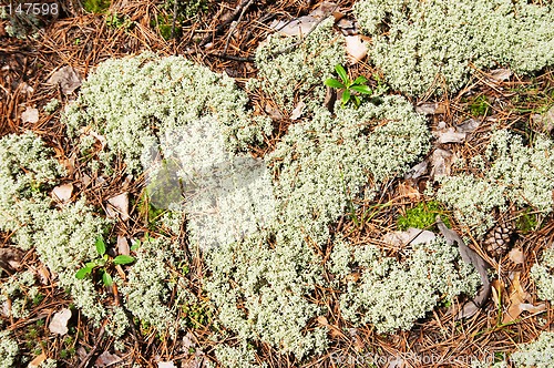 Image of Moss