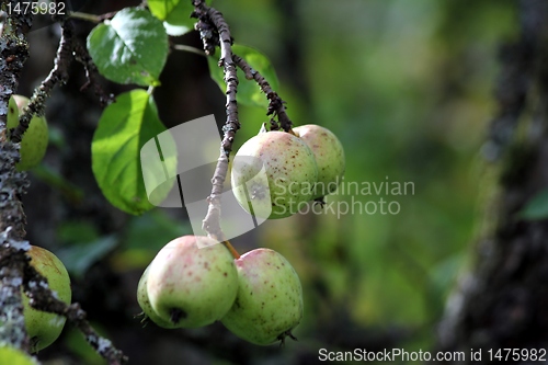 Image of bio apples