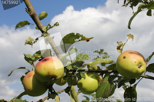 Image of fresh apple