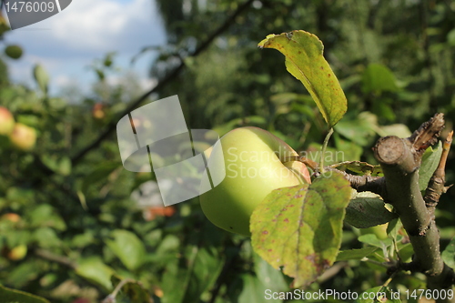 Image of fresh apple