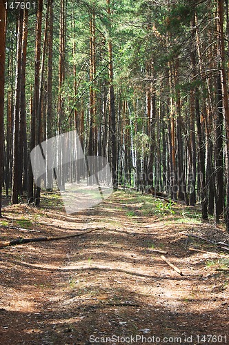 Image of Road in forest