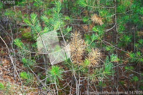 Image of Pine copse