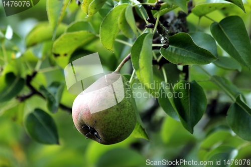 Image of bio pear
