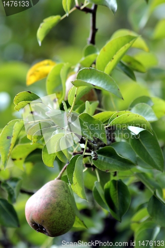 Image of bio pear
