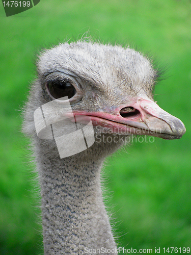 Image of ostrich