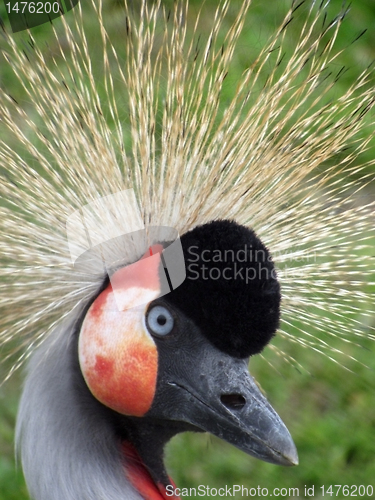 Image of crowned crane