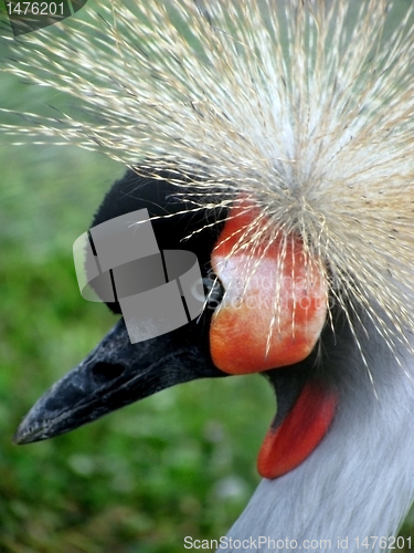 Image of crowned crane