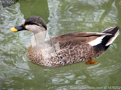 Image of duck 