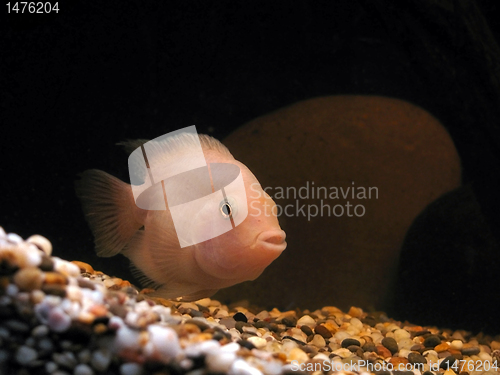 Image of fish in aquarium