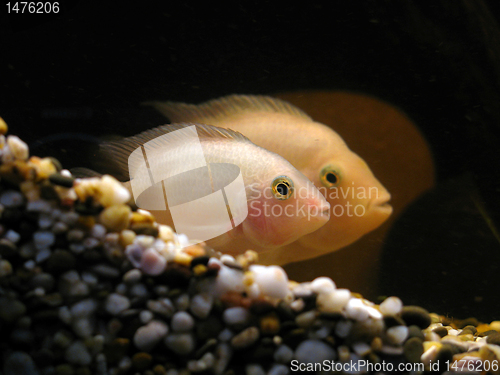 Image of two fishes