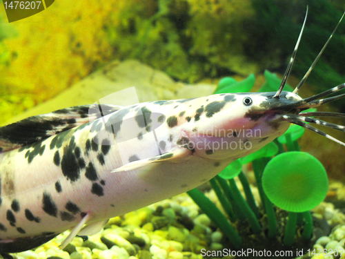 Image of fish in aquarium