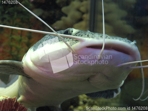 Image of fish in aquarium