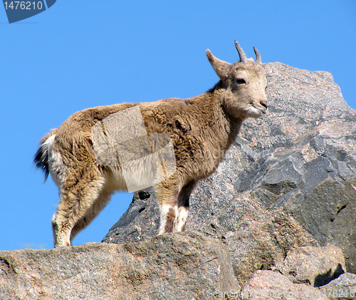 Image of  young goat