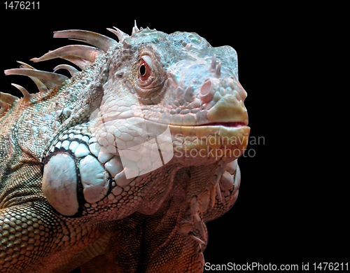 Image of iguana