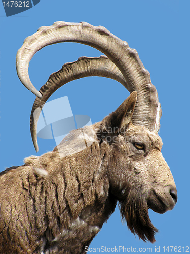 Image of Caucasian goat