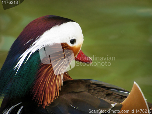 Image of mandarin duck