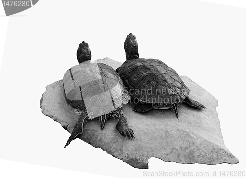 Image of two turtles 