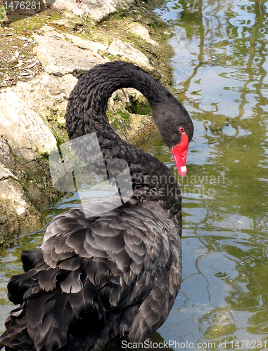 Image of black swan