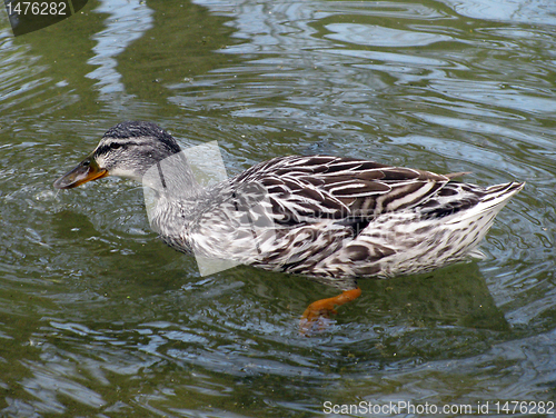 Image of gray duck