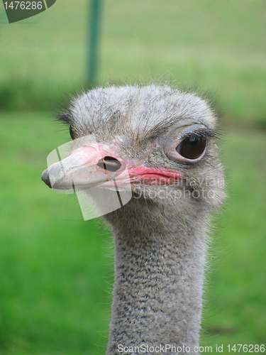 Image of  ostrich  