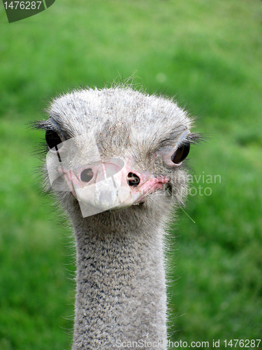 Image of ostrich