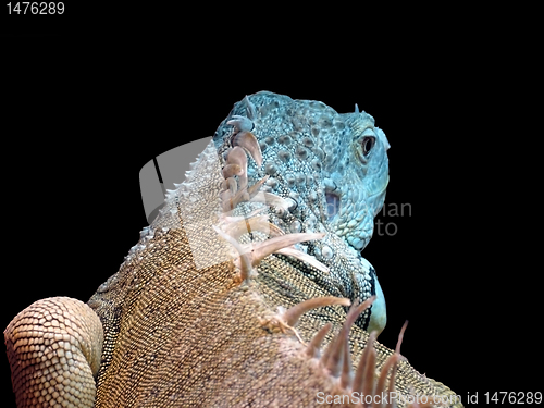 Image of iguana 