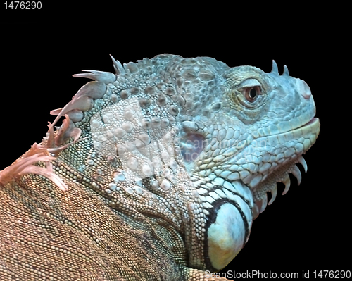 Image of iguana 